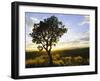 Tree in Silhouette at Sunrise, Daan Viljoen Game Park, Near Windhoek, Namibia-Lee Frost-Framed Photographic Print