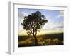 Tree in Silhouette at Sunrise, Daan Viljoen Game Park, Near Windhoek, Namibia-Lee Frost-Framed Photographic Print