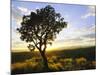 Tree in Silhouette at Sunrise, Daan Viljoen Game Park, Near Windhoek, Namibia-Lee Frost-Mounted Photographic Print