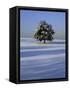 Tree in snow covered landscape-Scott Barrow-Framed Stretched Canvas