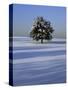 Tree in snow covered landscape-Scott Barrow-Stretched Canvas