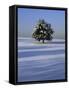 Tree in snow covered landscape-Scott Barrow-Framed Stretched Canvas