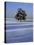 Tree in snow covered landscape-Scott Barrow-Stretched Canvas