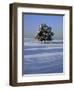 Tree in snow covered landscape-Scott Barrow-Framed Photographic Print