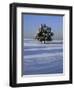 Tree in snow covered landscape-Scott Barrow-Framed Photographic Print