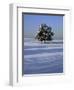 Tree in snow covered landscape-Scott Barrow-Framed Photographic Print