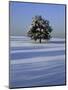 Tree in snow covered landscape-Scott Barrow-Mounted Photographic Print