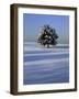 Tree in snow covered landscape-Scott Barrow-Framed Photographic Print