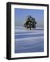 Tree in snow covered landscape-Scott Barrow-Framed Photographic Print