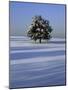 Tree in snow covered landscape-Scott Barrow-Mounted Photographic Print