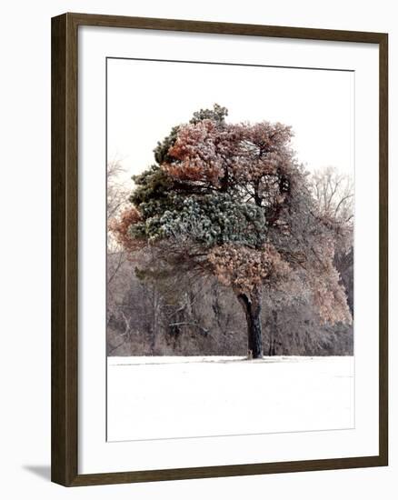 Tree in Snow I-Tammy Putman-Framed Photographic Print