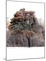 Tree in Snow I-Tammy Putman-Mounted Photographic Print