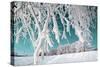 Tree in Snow on Celestial Background-basel101658-Stretched Canvas
