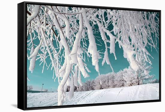 Tree in Snow on Celestial Background-basel101658-Framed Stretched Canvas