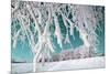 Tree in Snow on Celestial Background-basel101658-Mounted Photographic Print