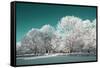 Tree in Snow-basel101658-Framed Stretched Canvas