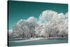 Tree in Snow-basel101658-Stretched Canvas