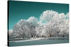 Tree in Snow-basel101658-Stretched Canvas