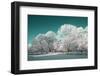 Tree in Snow-basel101658-Framed Photographic Print