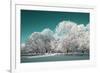 Tree in Snow-basel101658-Framed Photographic Print