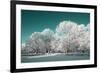 Tree in Snow-basel101658-Framed Photographic Print