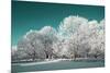 Tree in Snow-basel101658-Mounted Photographic Print