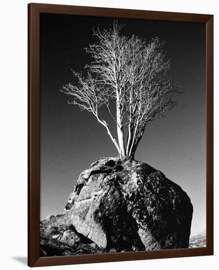 Tree in Solitude-Richard Sutton-Framed Premium Giclee Print