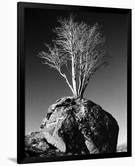 Tree in Solitude-Richard Sutton-Framed Premium Giclee Print