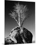 Tree in Solitude-Richard Sutton-Mounted Premium Giclee Print