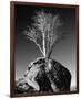 Tree in Solitude-Richard Sutton-Framed Premium Giclee Print