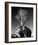 Tree in Solitude-Richard Sutton-Framed Art Print