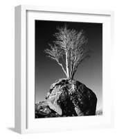 Tree in Solitude-Richard Sutton-Framed Art Print