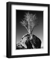 Tree in Solitude-Richard Sutton-Framed Art Print