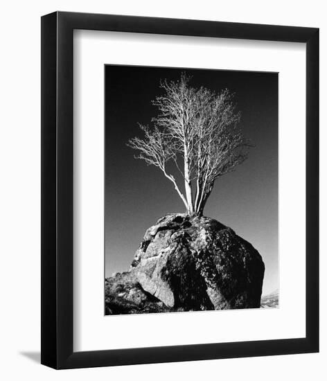 Tree in Solitude-Richard Sutton-Framed Art Print