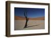 Tree in Sossusvlei-zozobaker-Framed Photographic Print