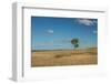 Tree in the Flint Hills of Kansas-Michael Scheufler-Framed Photographic Print