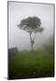 Tree in the Fog Machu Picchu Peru-null-Mounted Poster