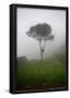 Tree in the Fog Machu Picchu Peru-null-Framed Poster