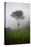 Tree in the Fog Machu Picchu Peru-null-Stretched Canvas