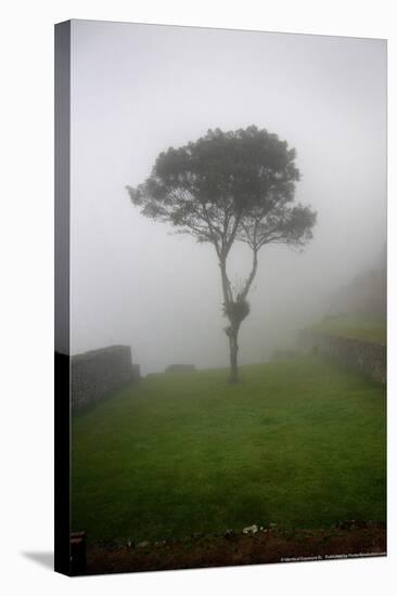 Tree in the Fog Machu Picchu Peru-null-Stretched Canvas