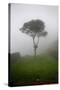 Tree in the Fog Machu Picchu Peru-null-Stretched Canvas