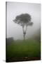 Tree in the Fog Machu Picchu Peru-null-Stretched Canvas