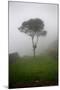 Tree in the Fog Machu Picchu Peru-null-Mounted Photo