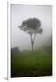 Tree in the Fog Machu Picchu Peru-null-Framed Photo