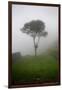 Tree in the Fog Machu Picchu Peru-null-Framed Photo