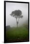 Tree in the Fog Machu Picchu Peru-null-Framed Photo