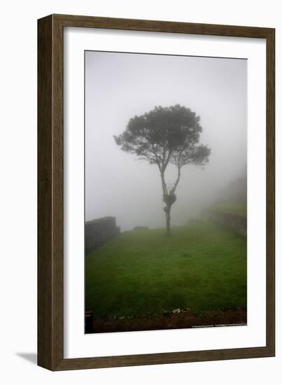 Tree in the Fog Machu Picchu Peru-null-Framed Photo