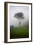 Tree in the Fog Machu Picchu Peru-null-Framed Photo