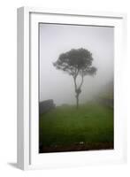 Tree in the Fog Machu Picchu Peru-null-Framed Photo