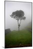 Tree in the Fog Machu Picchu Peru-null-Mounted Photo